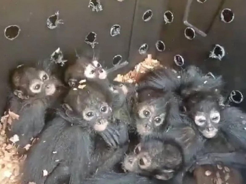 Recuperan a monos araña que eran transportados ilegalmente