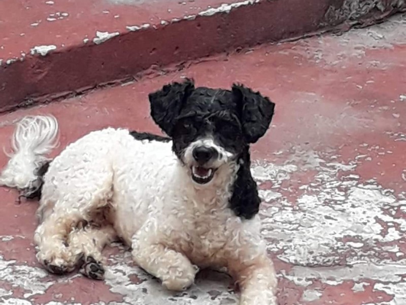 Recuperan a su mascota Tobi, tras dos años de búsqueda