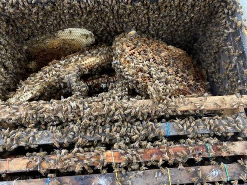 Recuperan enjambres de abejas alojados en viviendas y otros espacios