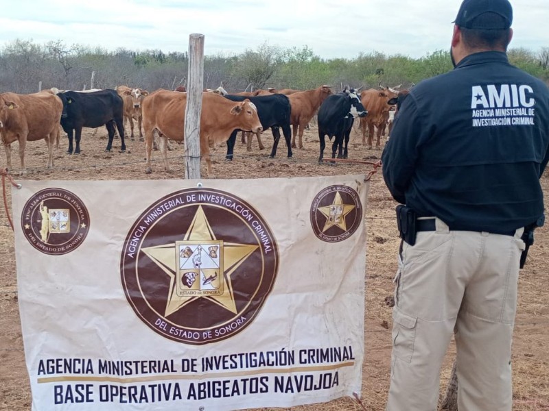 Recuperan ganado robado en Navojoa; dos sospechosos identificados