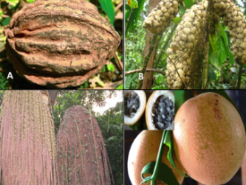 Recursos forestales no maderables, impulsan economía