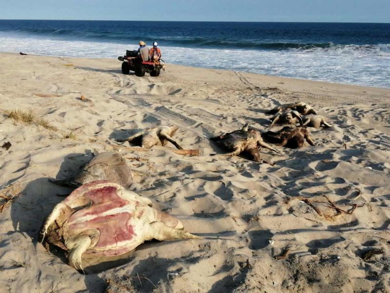 Redes agalleras, posible causa de muerte de tortugas en Oaxaca