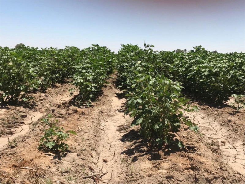 Reducción de mano de obra en campos agrícolas