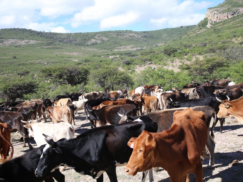 Reducción de recursos federales afectará a la sanidad animal