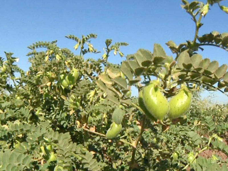 Reducción en siembras de garbanzo genera esperanza de buen precio