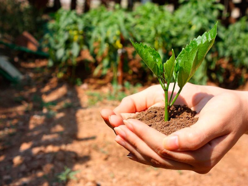 Reduce a más de la mitad recursos para medio ambiente