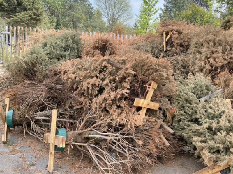 Reducen centros de acopio de árboles de navidad en Veracruz