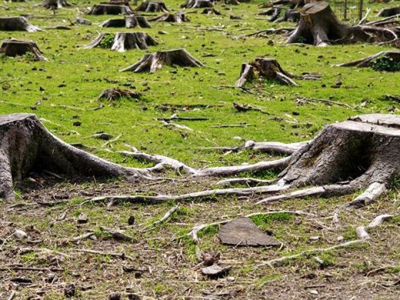 Reducen denuncias por tala y poda de árboles en Hermosillo