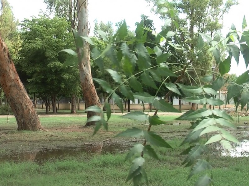 Reemplazan árboles caídos en Parque Madero