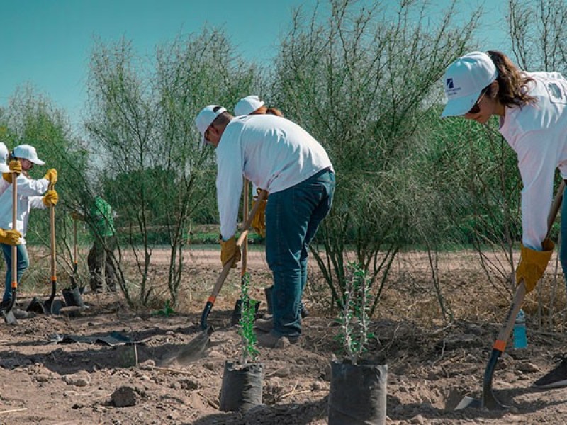 Reforesta Constellation Brands con 500 plantas regionales en Cajeme