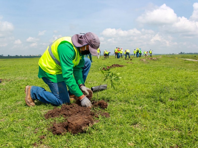 Reforestación en EDOMEX genera nueva fauna y flora