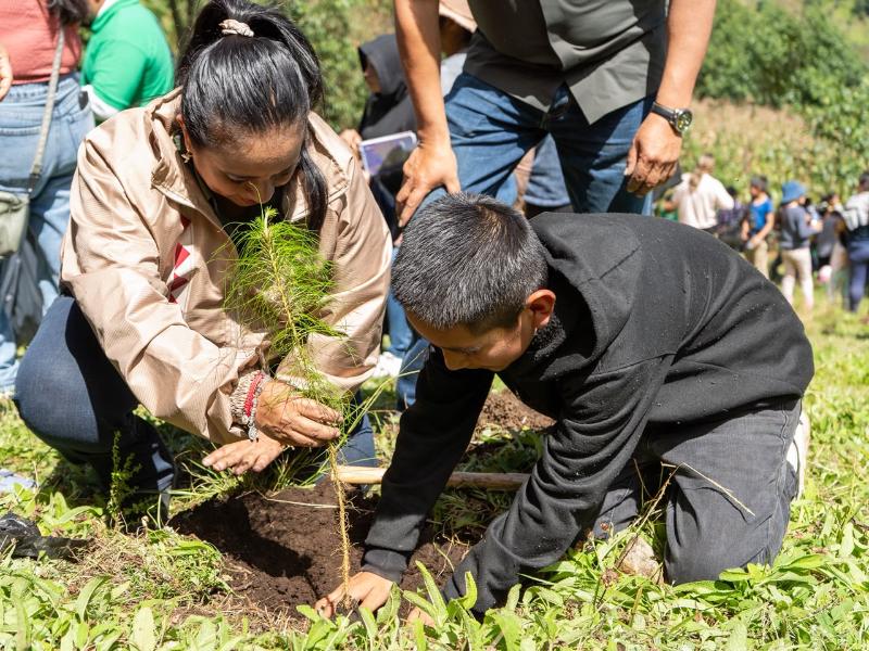 Reforestan 55.5 hectáreas en Alpatláhuac con 50 mil plantas