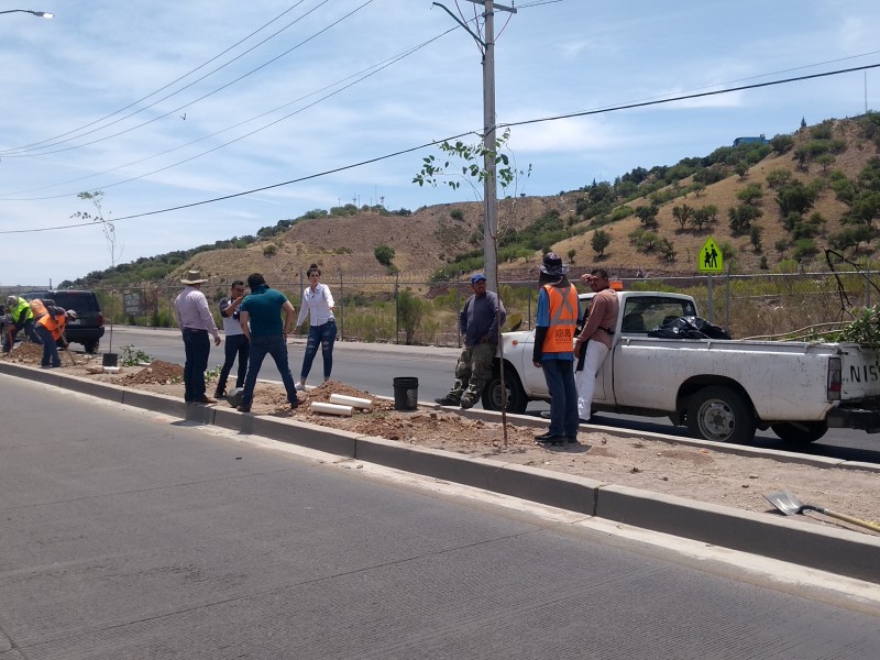 Reforestan área verde en  fraccionamiento San Miguel.