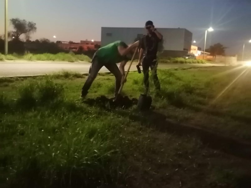 Reforestan bulevar Quiroga con Camino del Seri