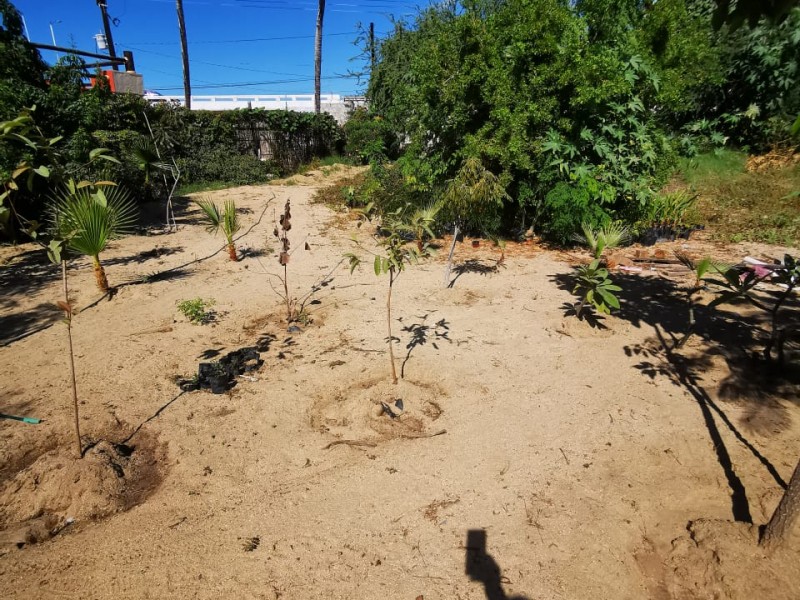 Reforestan  cabo san lucas