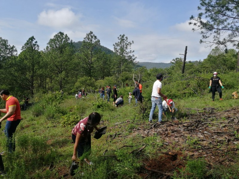 Reforestan comunidad Río Bello de Morelia con mil 500 pinos