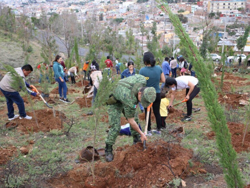 Reforestan el Cerro de la Bufa