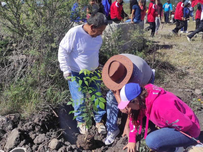 Reforestan en SJR con 300 árboles