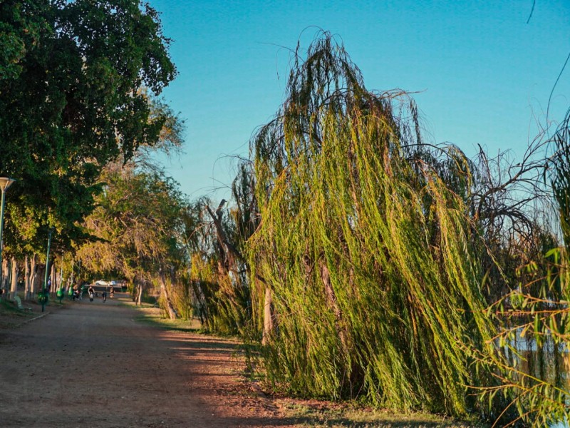 Reforestan la laguna del Nainari con sauces llores