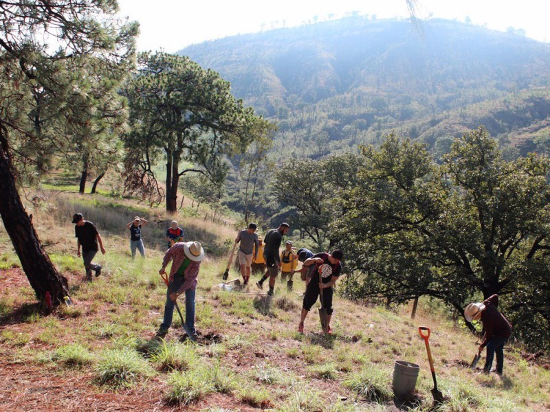 Reforestan La Primavera con 230 pinos