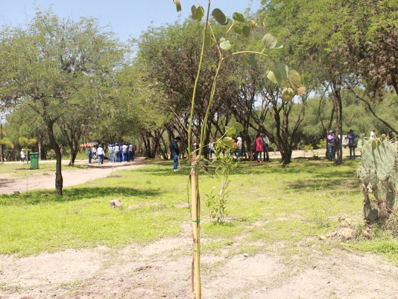 Reforestan parque urbano para el cuidado del medio ambiente