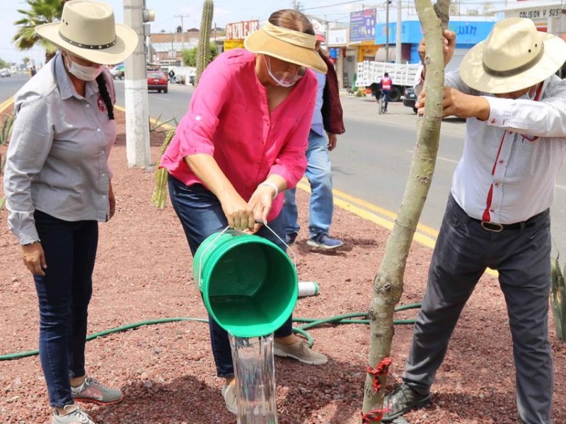 Reforestan reforestación de mezquites en Ezequiel Montes