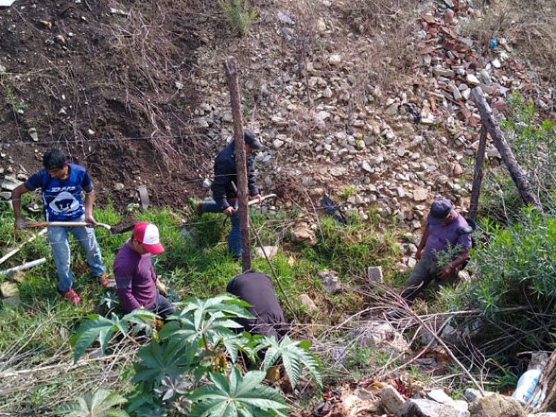 Reforestan sur de SCLC