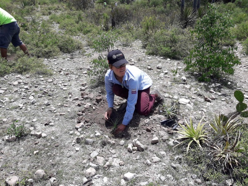 Reforestan zona afectada por incendios forestales en RBTC