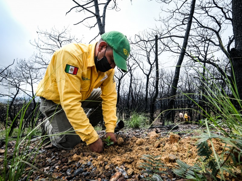 Reforestan zonas incendiadas de La Primavera con 10 mil árboles