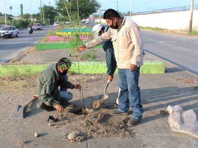 Reforestará Ecología Calzada Agustín García López