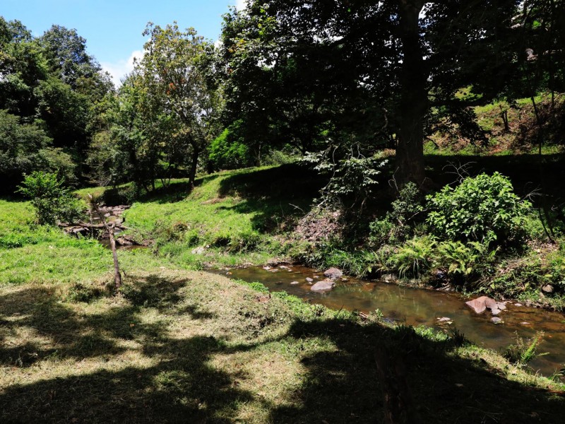 Reforestarán áreas naturales de Xalapa