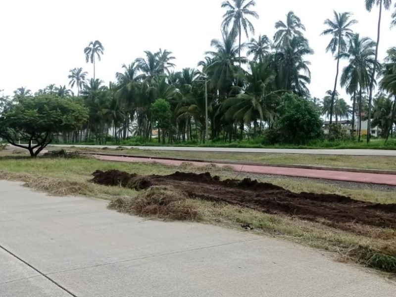 Reforestarán Boulevard costero en Lázaro Cárdenas