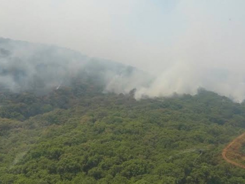 Reforestarán con 25 mil árboles el cerro de San Juan