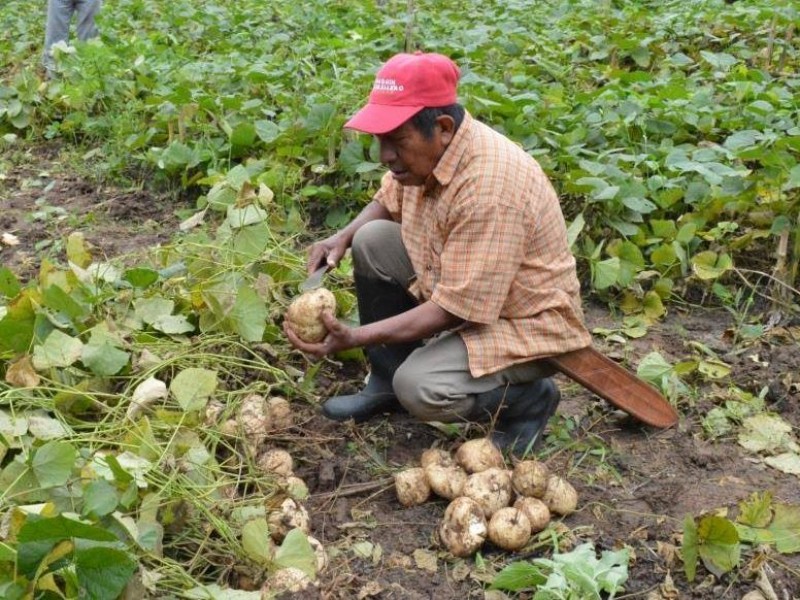 Reformas Fiscales afectarán principalmente al sector agrícola