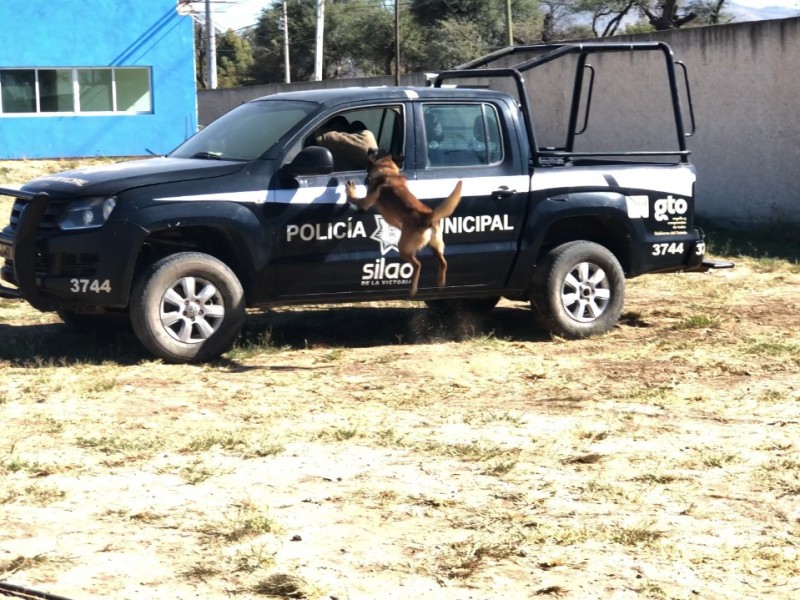 Refuerza Seguridad Ciudadana de Silao vigilancia con K9