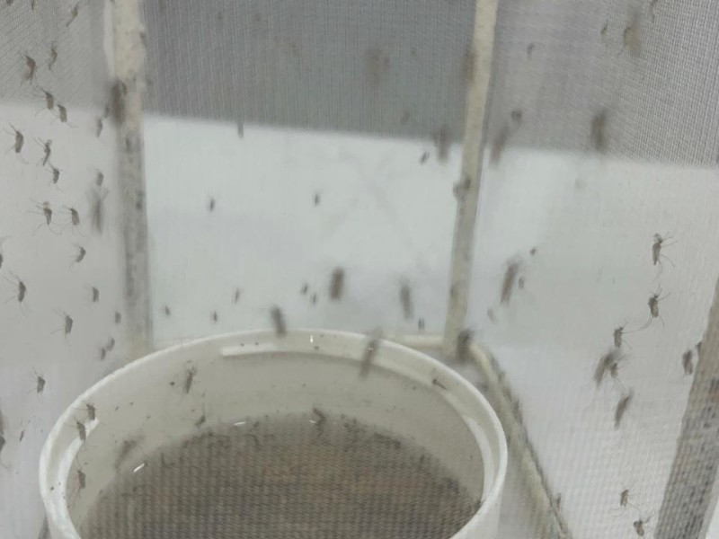 Refuerzan acciones contra el Dengue