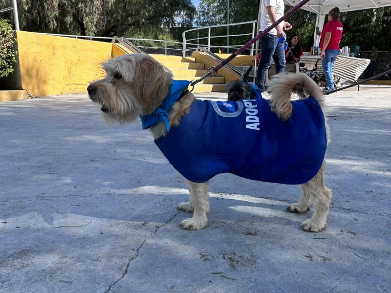 Refuerzan acciones para el bienestar de perritos en la capital