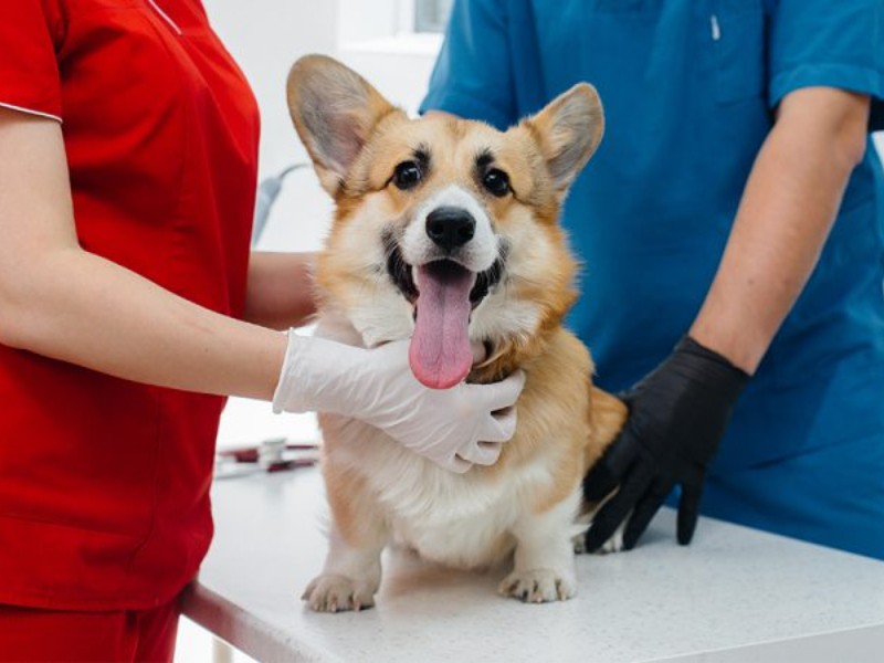 Refuerzan campañas de vacunación y esterilización de mascotas