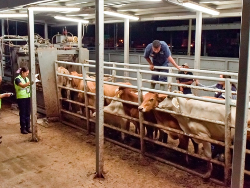 Refuerzan cerco  ante 40 casos de Gusano Barrenador en Veracruz