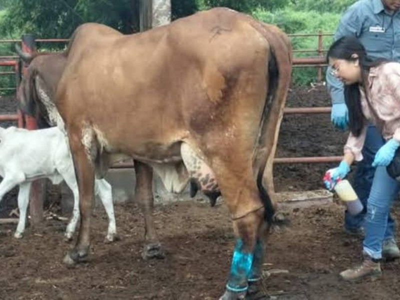 Refuerzan combate al gusano barrenador en el Istmo con apoyo de USDA