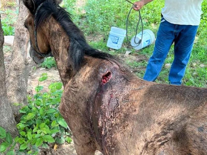 Refuerzan prevención del gusano barrenador en caballos de Sinaloa