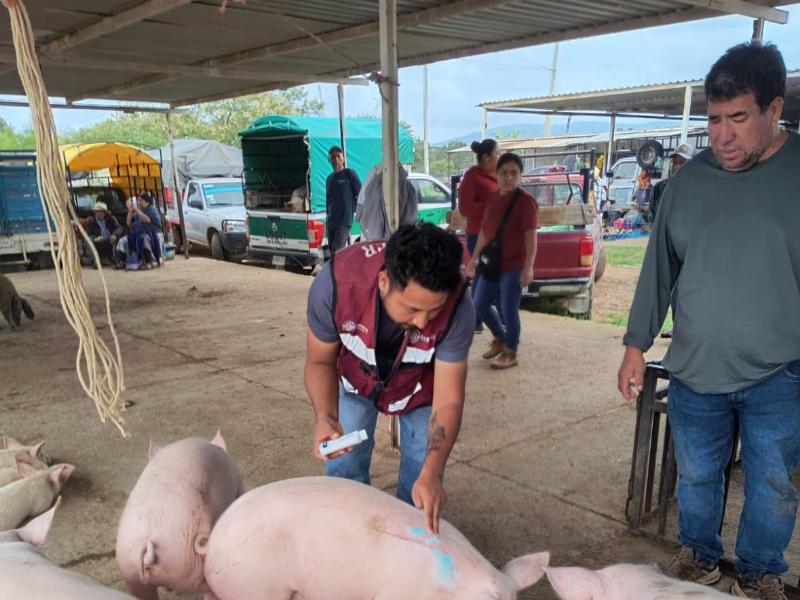 Refuerzan prevención del gusano barrenador en ganado de Ocotlán de Morelos