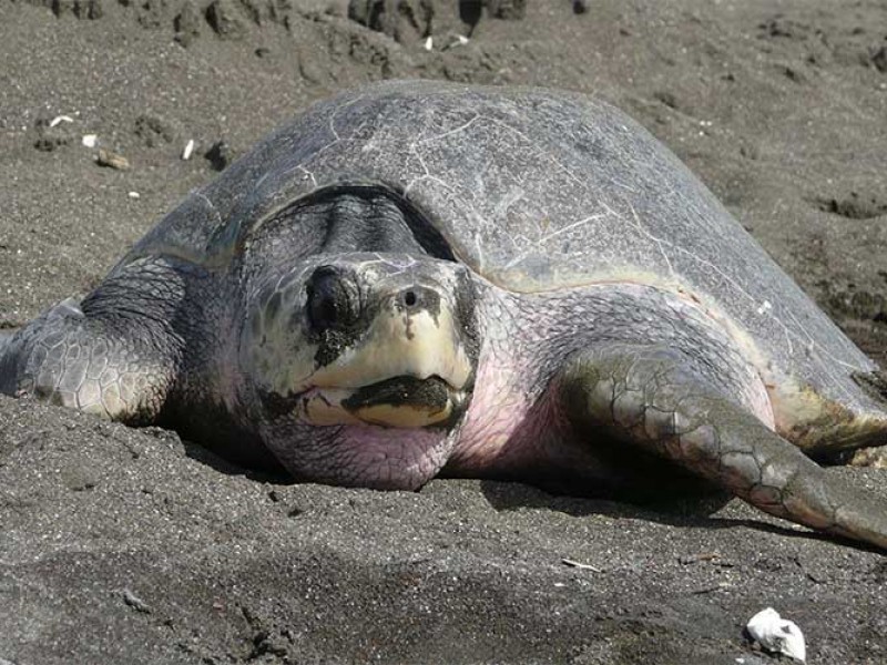 Refuerzan trabajos de protección de la tortuga golfina ante anidación