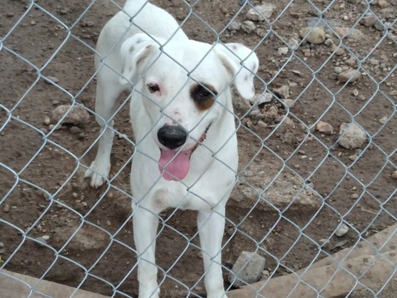 Refugio Animal de Salvador Alvarado y el rescate de mascotas