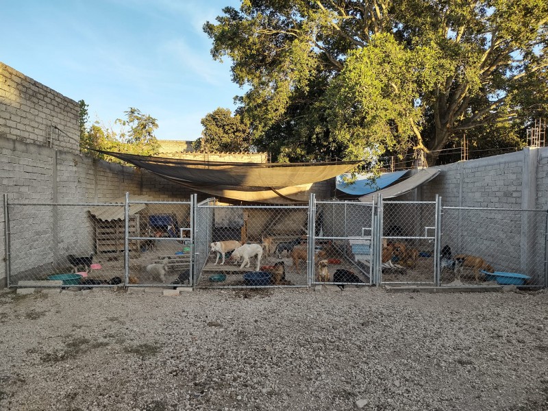Refugio de perros pide ayuda para construir tejaban