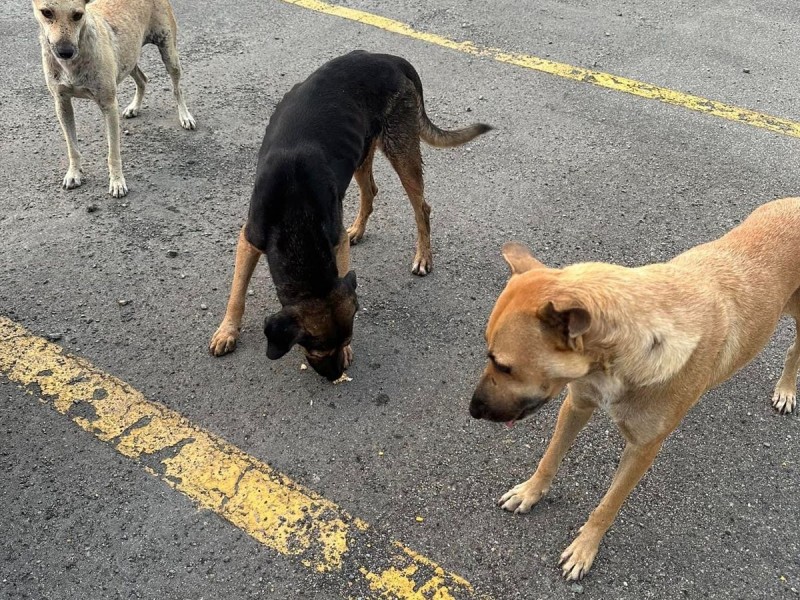 Refugios de animales en Salina Cruz y Tehuantepec están saturados