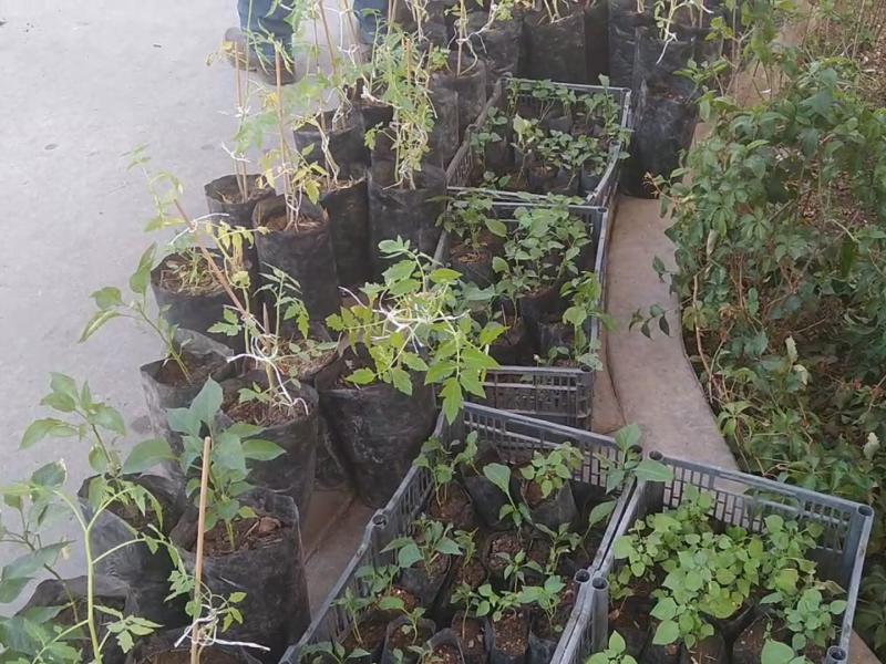 Regala MORENA plantas a habitantes de Nogales