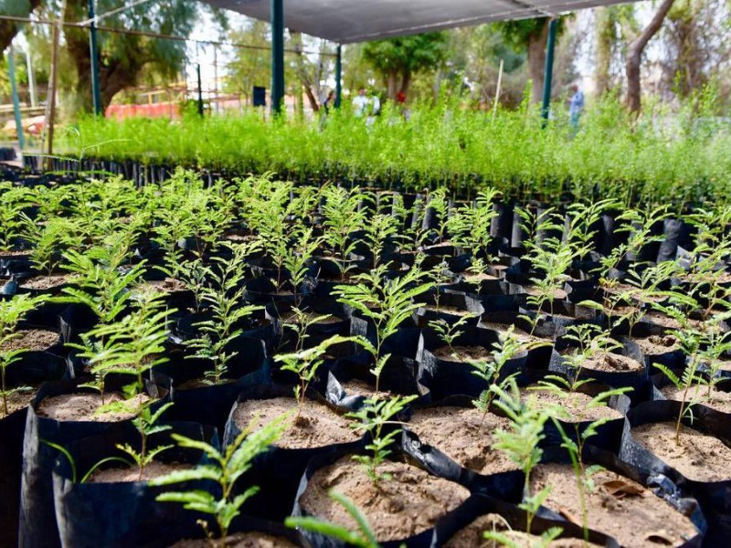 Regalarán plantas nativas en el Vivero Municipal