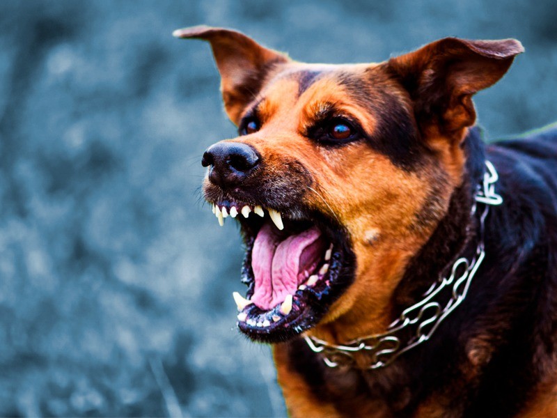 Registra Edomex aumento en mordeduras de perros; Toluca en 5to lugar