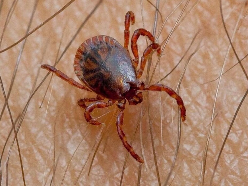 Registra Sonora dos fallecimientos por rickettsia